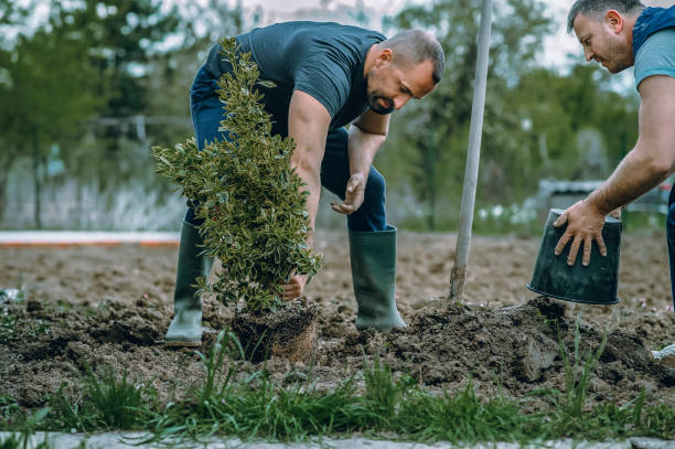 How Our Tree Care Process Works  in  Glassmanor, MD